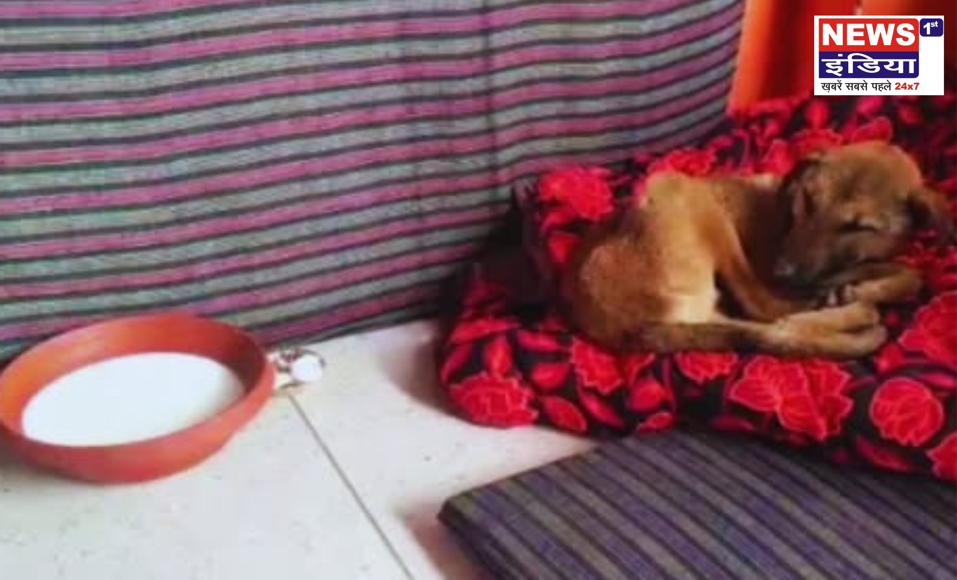 बिजनौर: हनुमान मंदिर में कुत्ते की परिक्रमा के बाद आस्था का सैलाब, दर्शन-पूजन को उमड़ रही भीड़